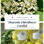 elderflower cordial history