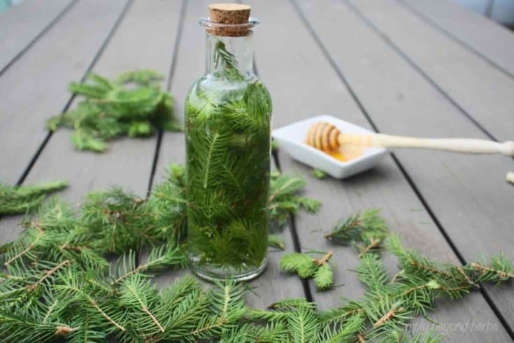 tincture made of spruce tips to get stronger