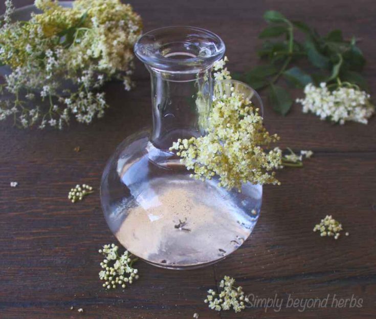 enhance your skin with elderflower hydrosol