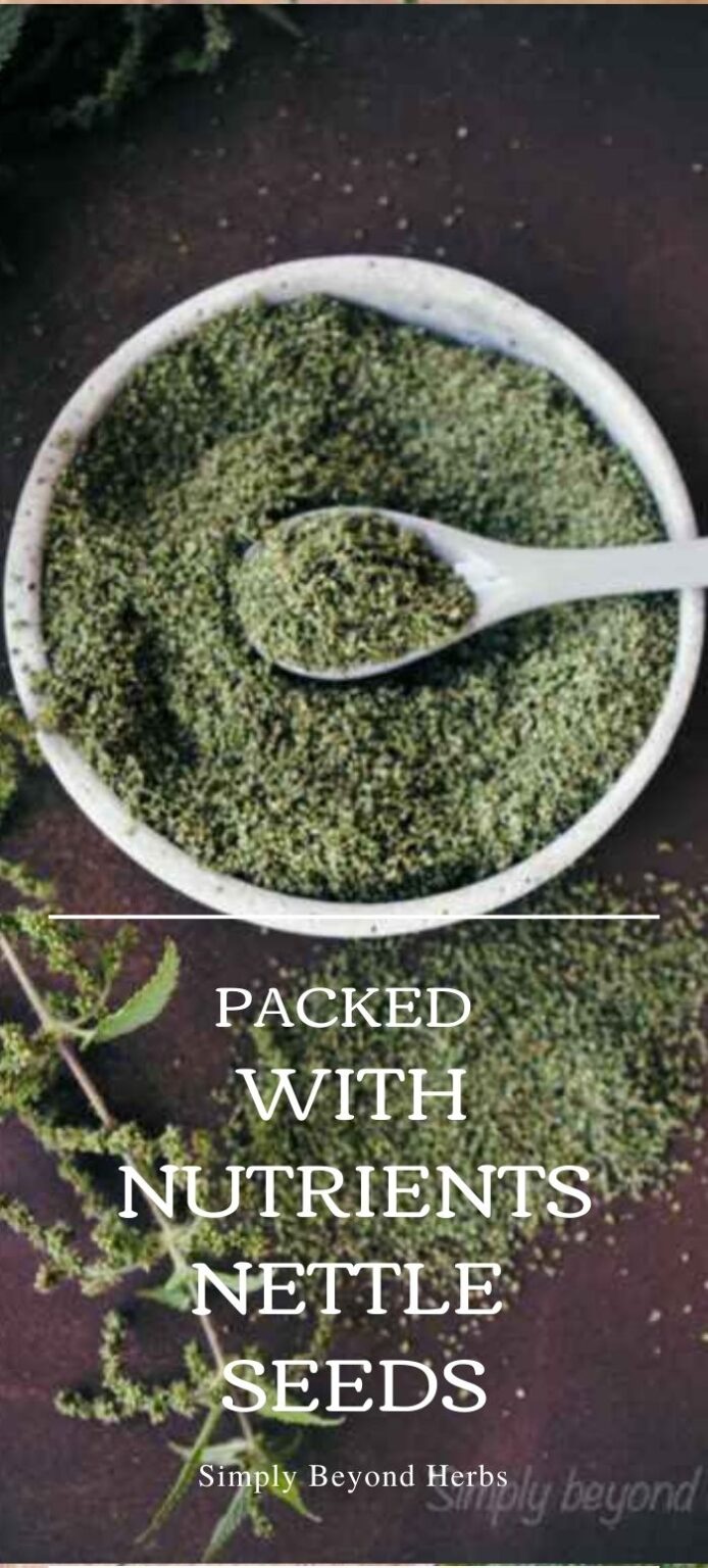 Foraging Nettle seeds and their uses in recipes SimplyBeyondHerbs