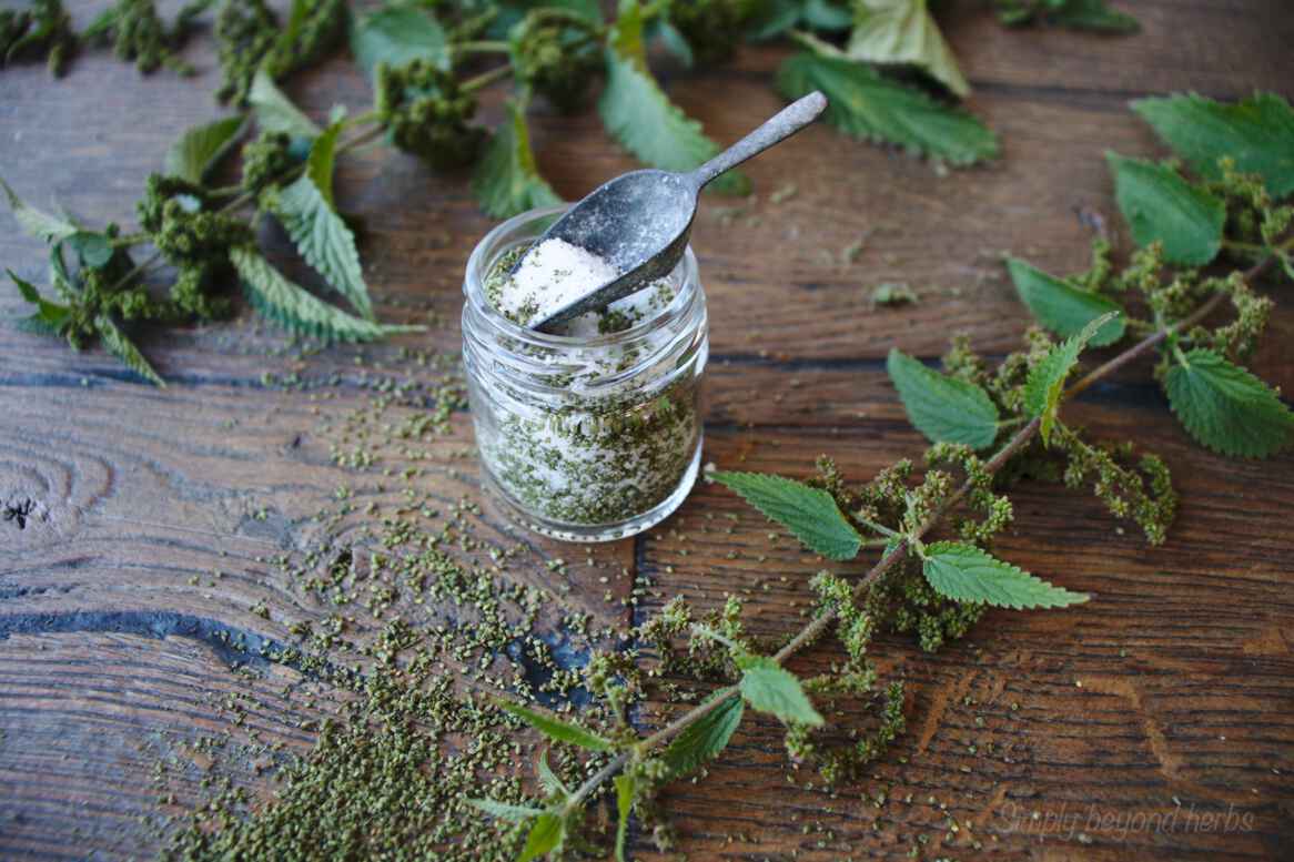 Benefits of stinging nettle seeds and their uses in recipes