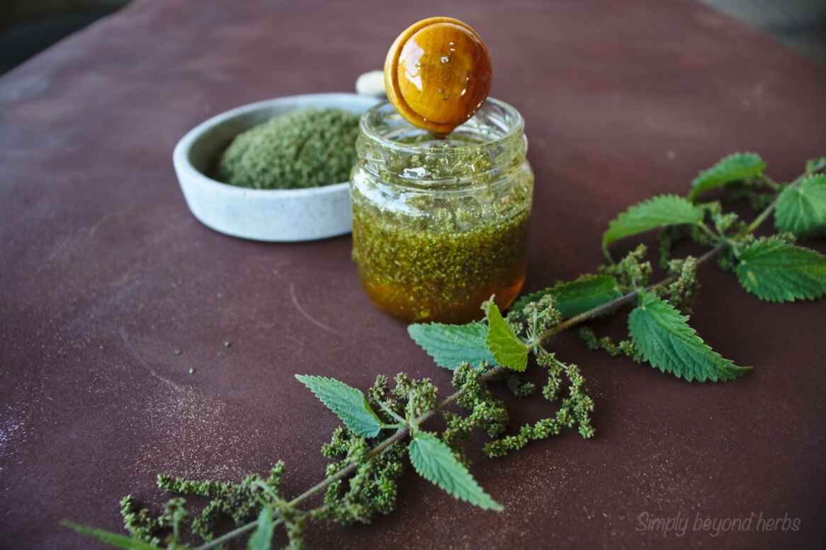 Benefits of stinging nettle seeds and their uses in recipes