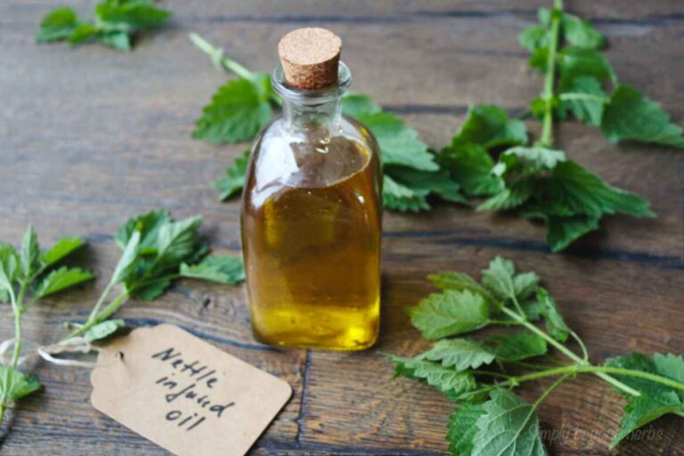 How to make Nettle oil + its uses for skin and hair SimplyBeyondHerbs