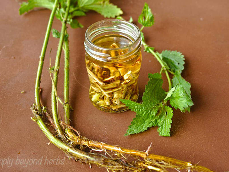 Stinging nettle root extract recipe SimplyBeyondHerbs