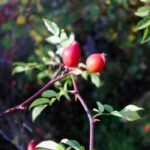 rosehip recipes for food, beauty and health