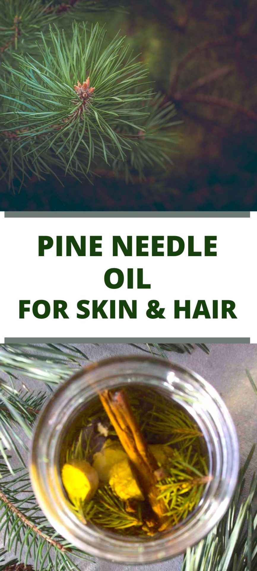 Pine needle oil for winter wellness SimplyBeyondHerbs