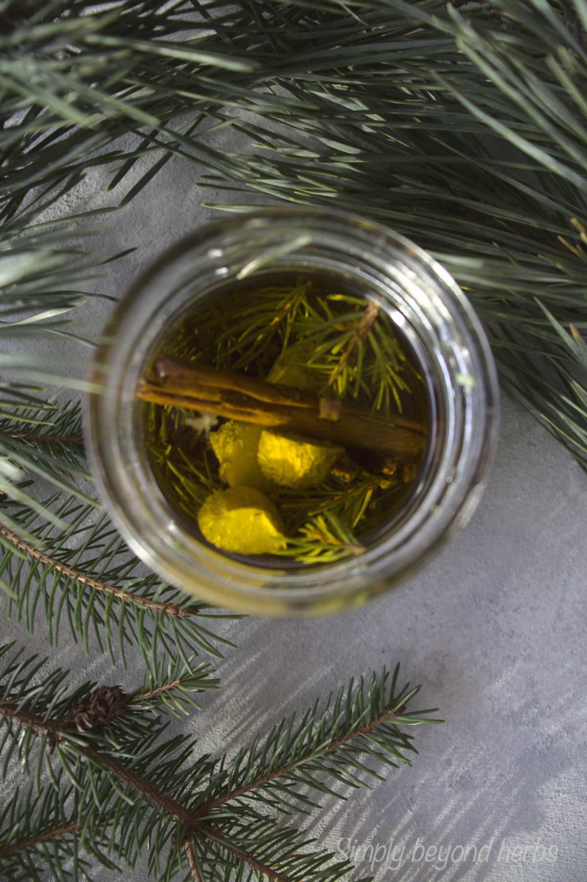 Pine needle oil for winter wellness SimplyBeyondHerbs