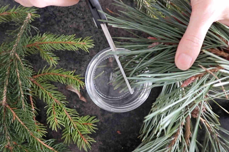 Pine needle oil for winter wellness SimplyBeyondHerbs