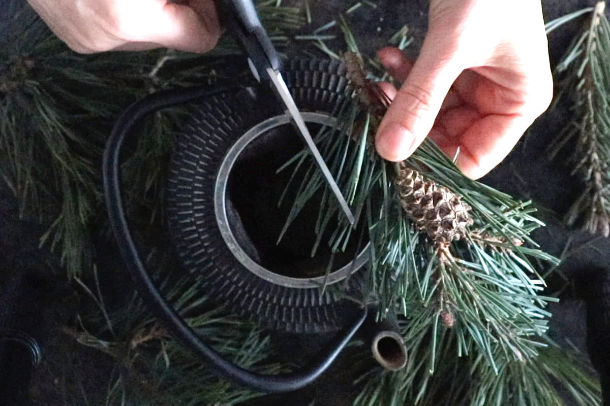 How to make Pine needle Tea and why is it good for you SimplyBeyondHerbs