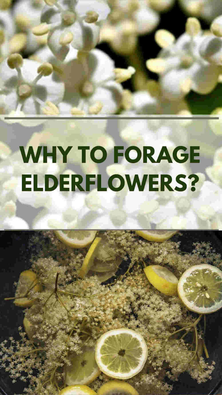 What is Elderflower, its benefits & uses in food and medicine
