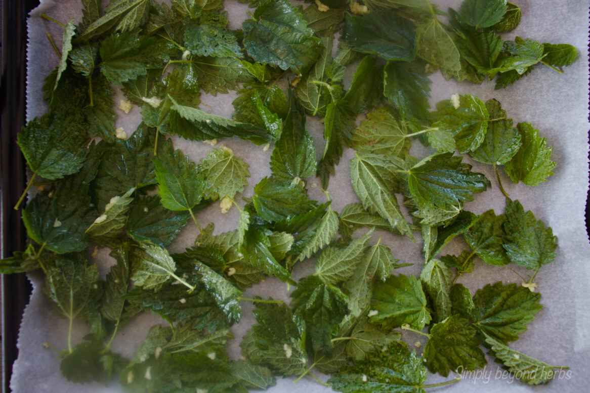 Eating Nettles and Stinging nettle recipes SimplyBeyondHerbs