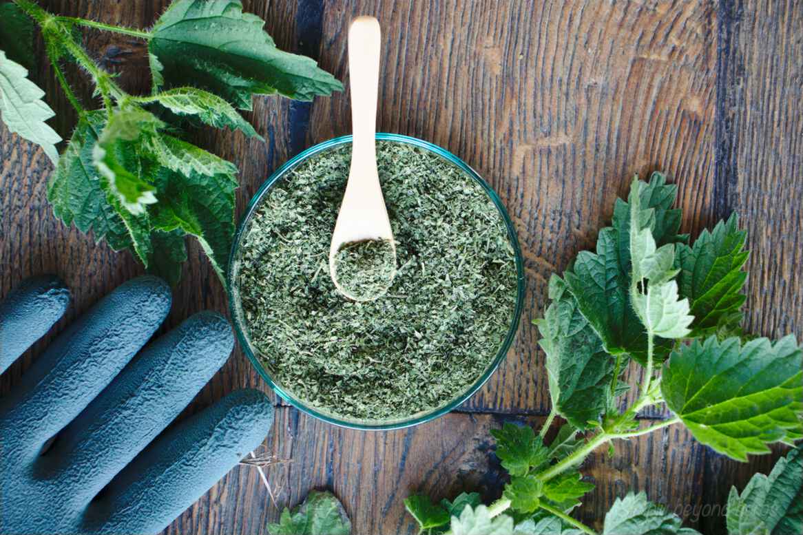Superfood green nettle powder (and 10 ways to use it) SimplyBeyondHerbs