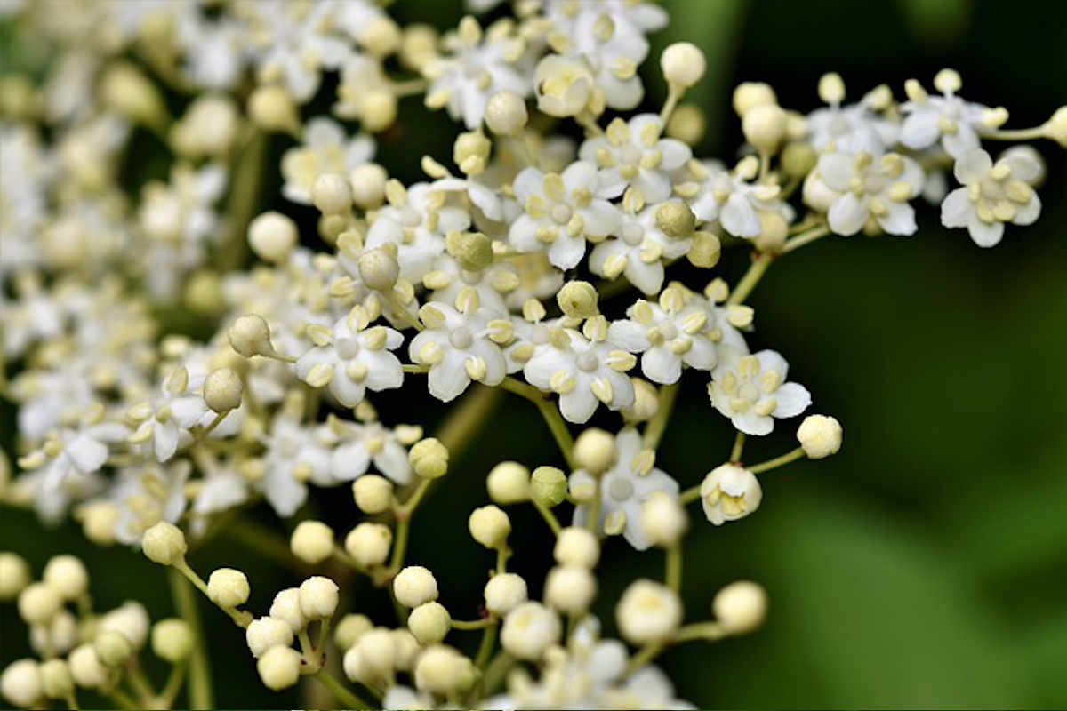 What is Elderflower, its benefits & uses in food and medicine