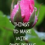 hidden uses of rose petals