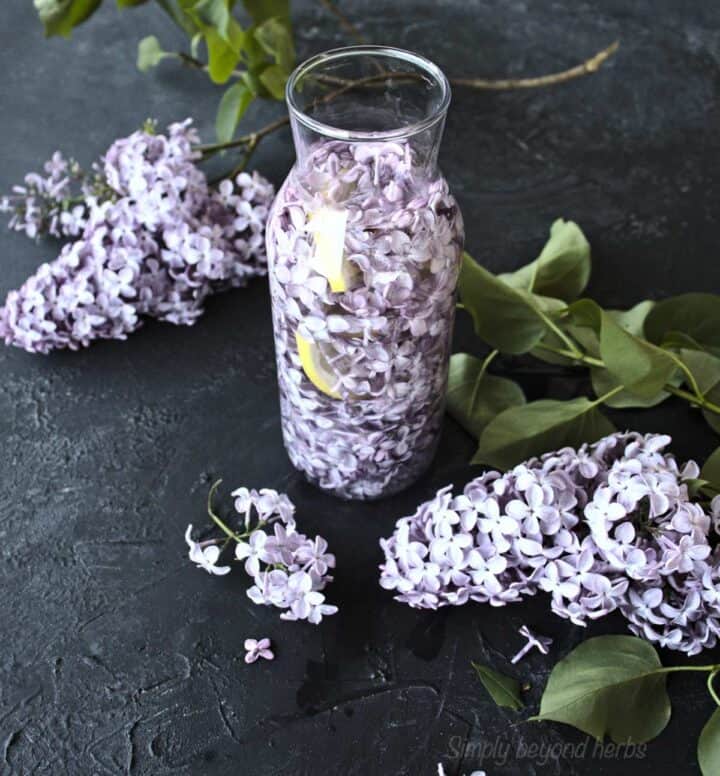 Delicious Lilac simple syrup recipe SimplyBeyondHerbs