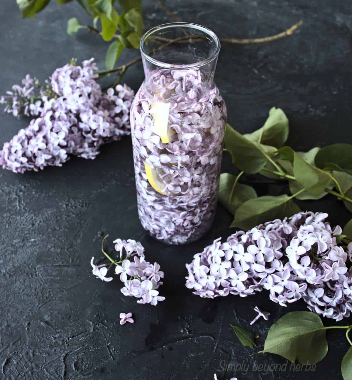 Delicious Lilac simple syrup recipe SimplyBeyondHerbs