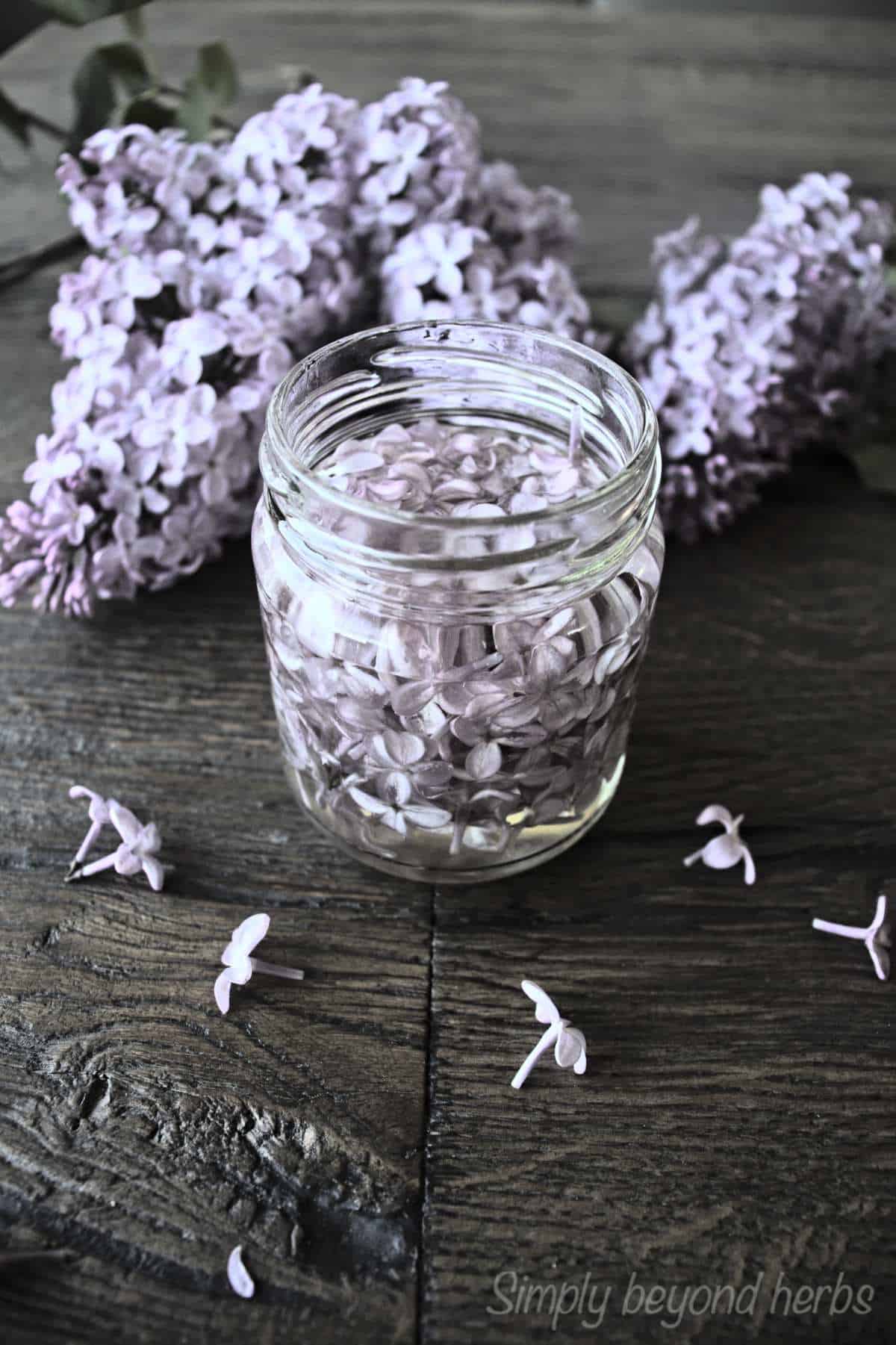 How to make Lilac oil and its uses SimplyBeyondHerbs