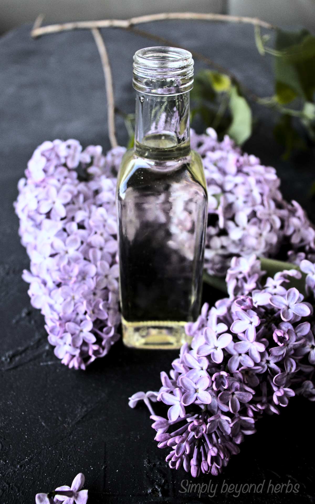 How to make Lilac oil and its uses SimplyBeyondHerbs