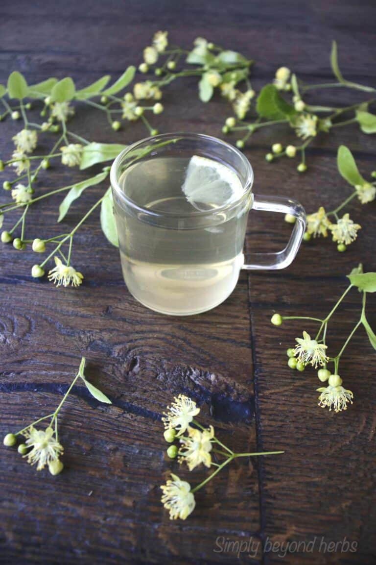 How to make linden tea SimplyBeyondHerbs