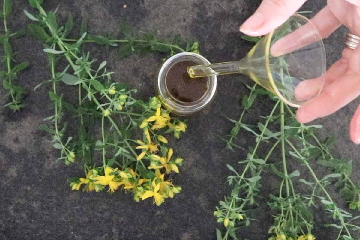 How to make st john's wort oil to soothe wounds and burns