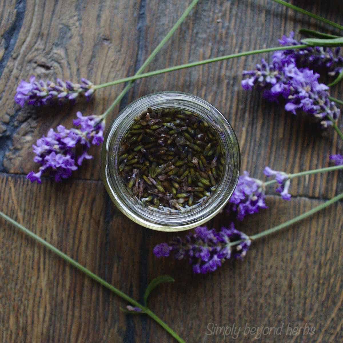 Make lavender extract for baking and other uses. SimplyBeyondHerbs