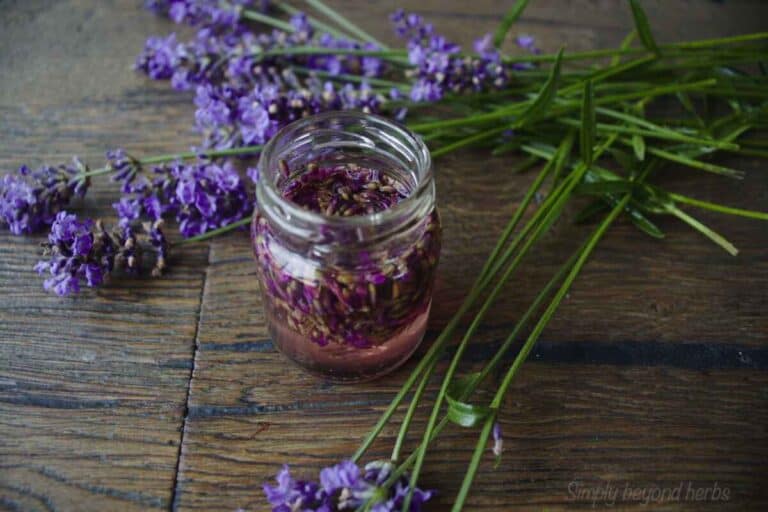 Lavender vinegar and 9 ways to use it SimplyBeyondHerbs
