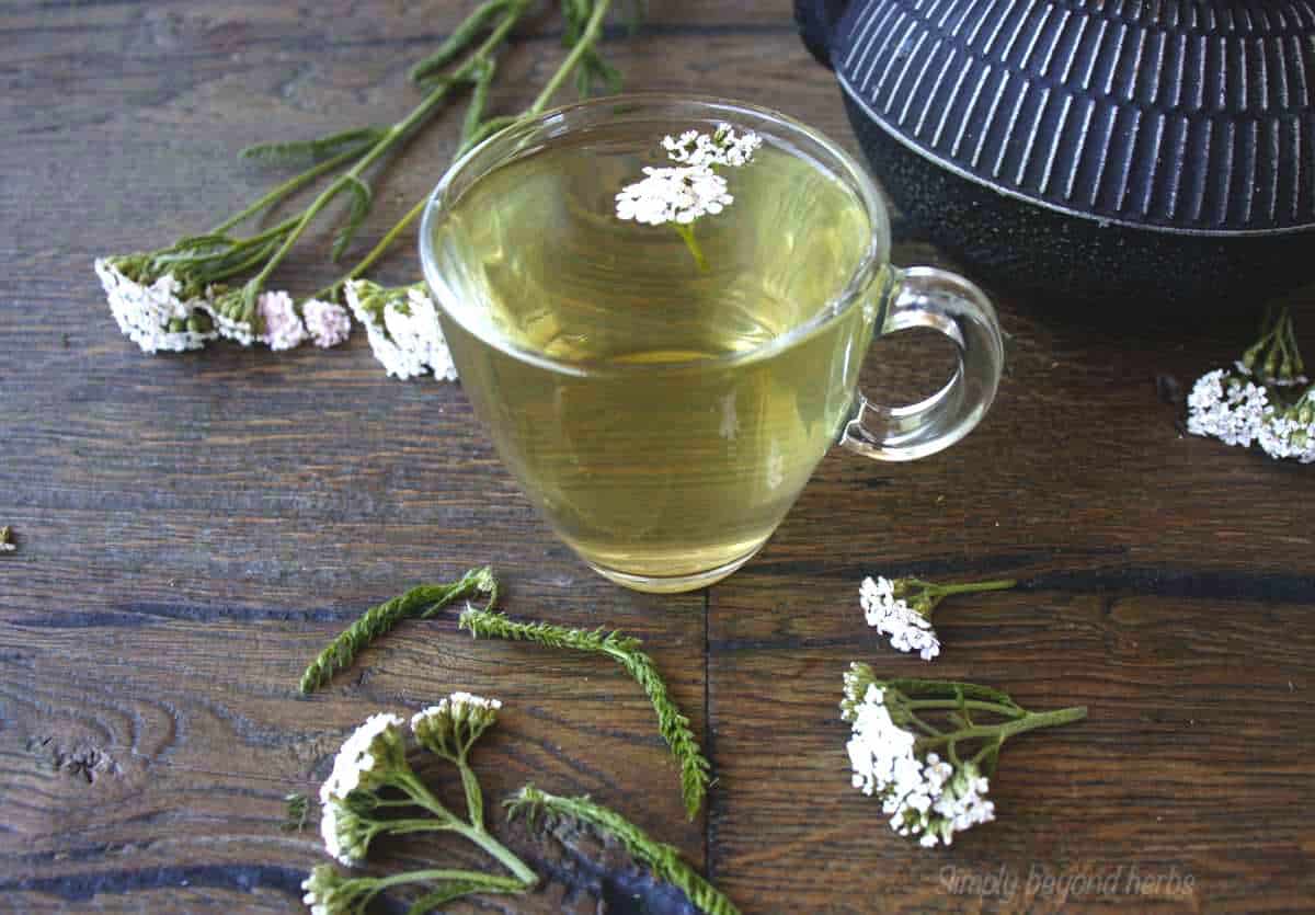 Harvesting yarrow to make Yarrow Tea SimplyBeyondHerbs