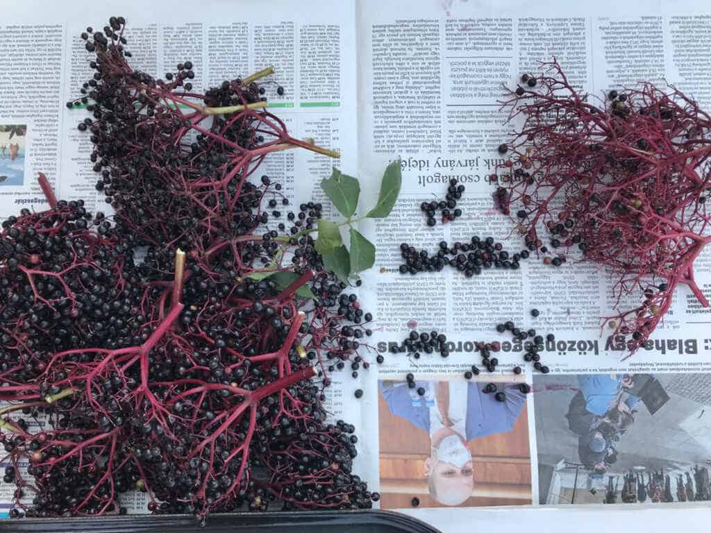 foraging elderberries