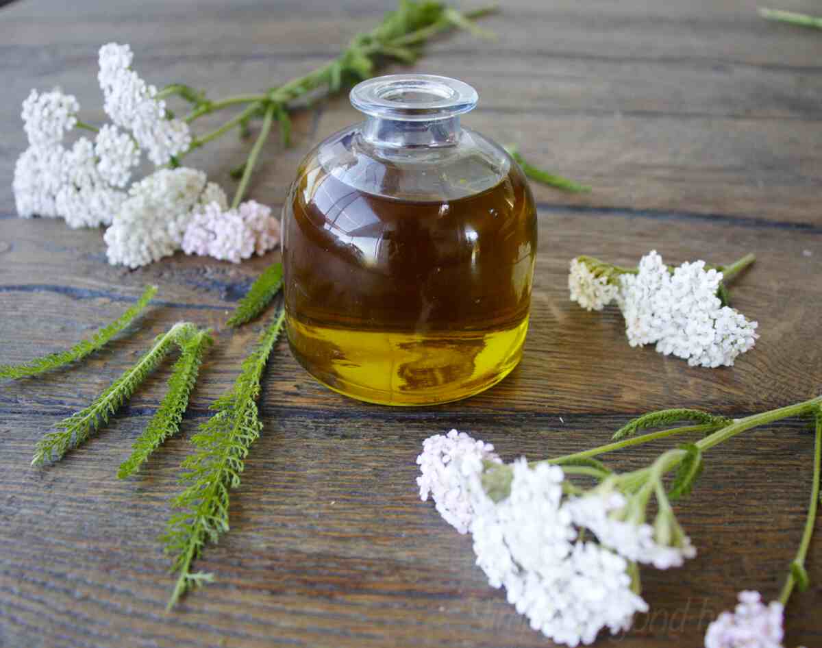 How to Make Yarrow Oil and 10 ways to use It SimplyBeyondHerbs
