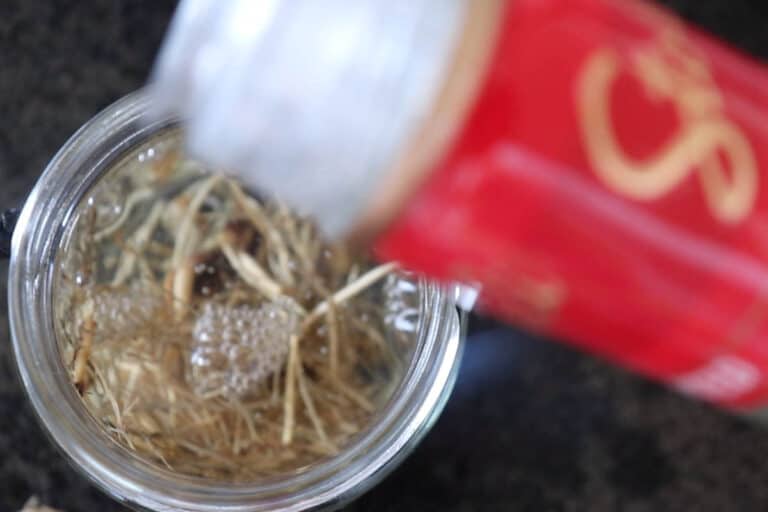 How to make Echinacea Tincture and its best uses SimplyBeyondHerbs