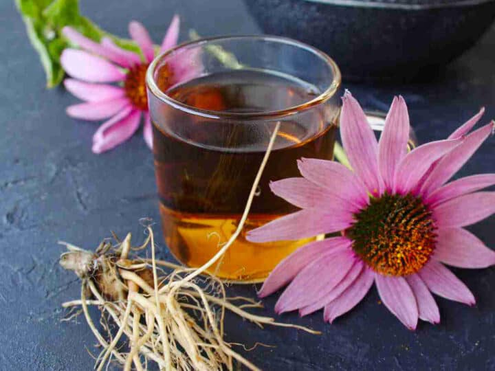 Harvesting Echinacea to make Echinacea tea SimplyBeyondHerbs