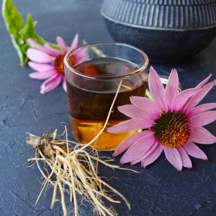 Harvesting Echinacea to make Echinacea tea - SimplyBeyondHerbs