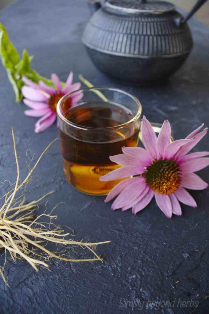 Harvesting Echinacea To Make Echinacea Tea SimplyBeyondHerbs harvesting-echinacea-to-make-echinacea-tea-simplybeyondherbs