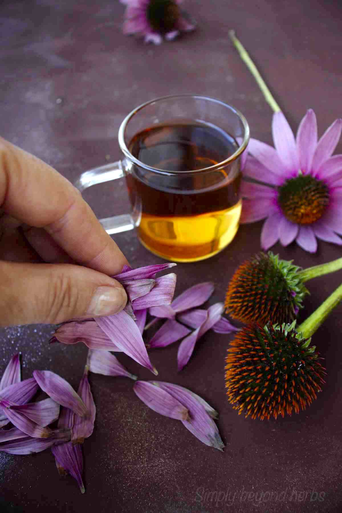 Harvesting Echinacea to make Echinacea tea SimplyBeyondHerbs