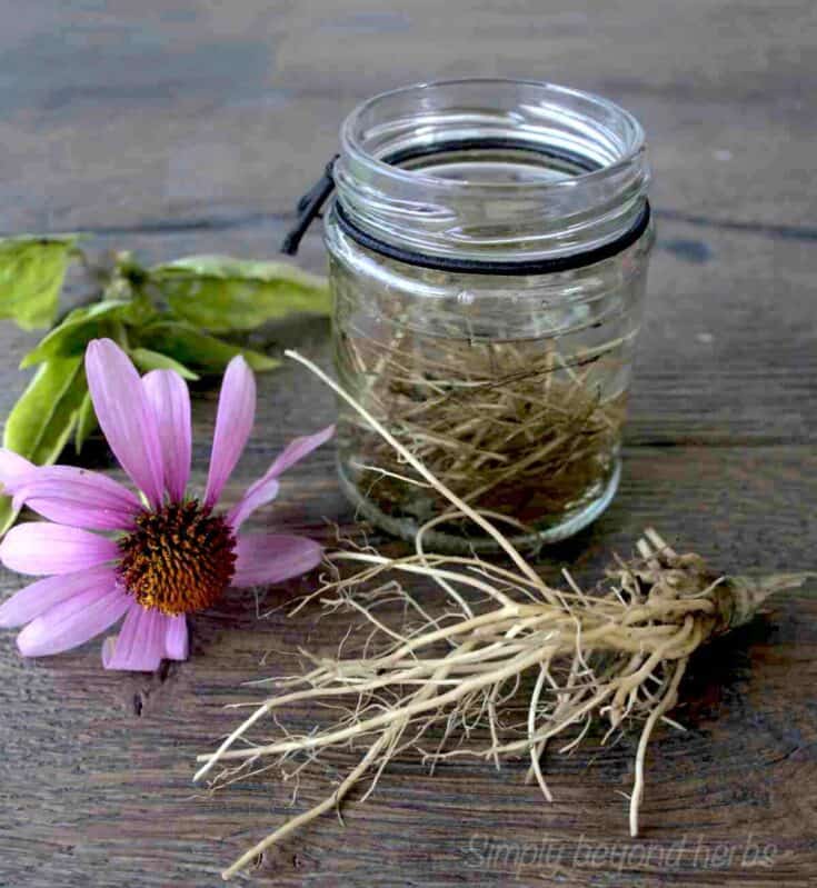 homemade echinacea ticnture