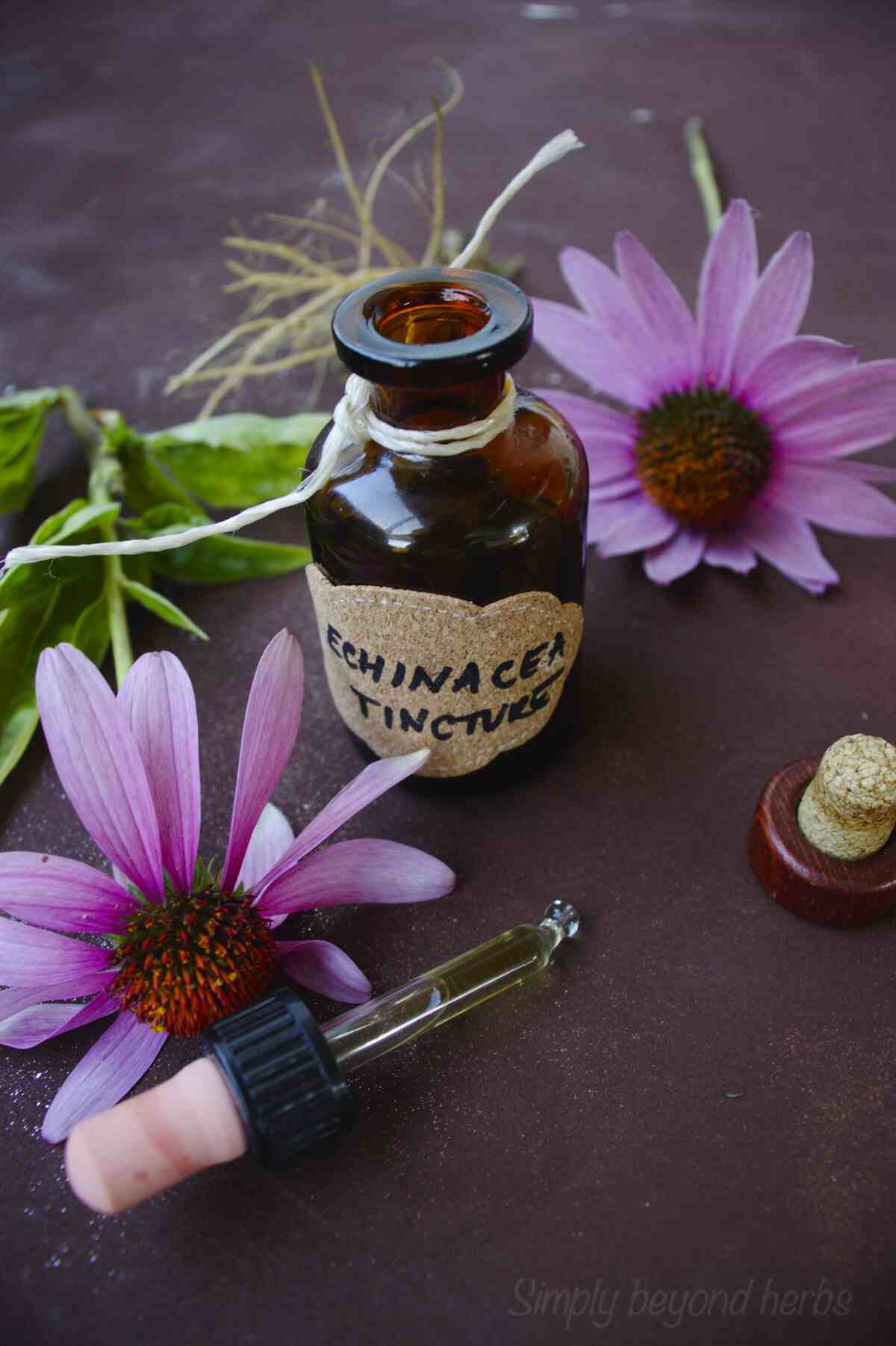 How to make Echinacea Tincture and its best uses SimplyBeyondHerbs