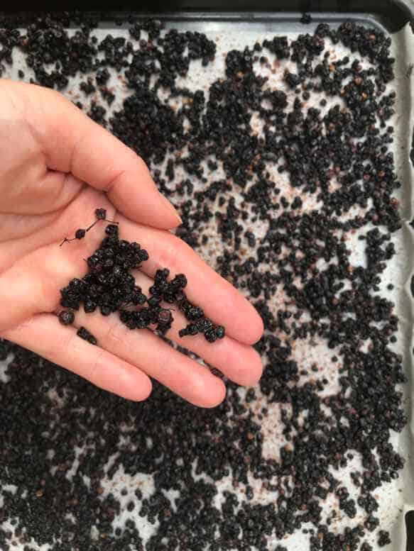 How To Make Elderberry Tea 4 Ways SimplyBeyondHerbs