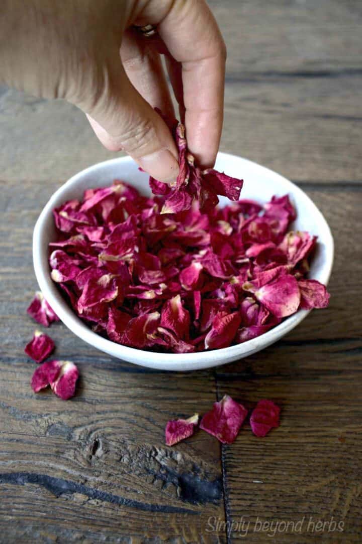How to make rose extract and its uses SimplyBeyondHerbs