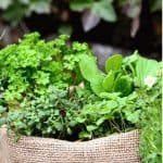 how to grow oregano from seed