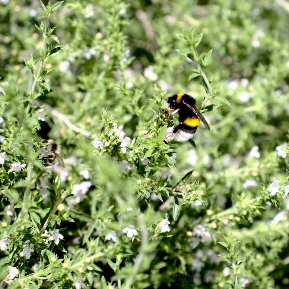 How to grow thyme from cutting - SimplyBeyondHerbs