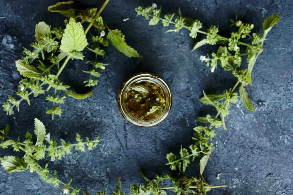 How to make lemon balm oil + 10 ways to use it SimplyBeyondHerbs