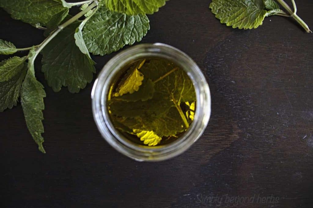 How to make lemon balm oil + 10 ways to use it SimplyBeyondHerbs