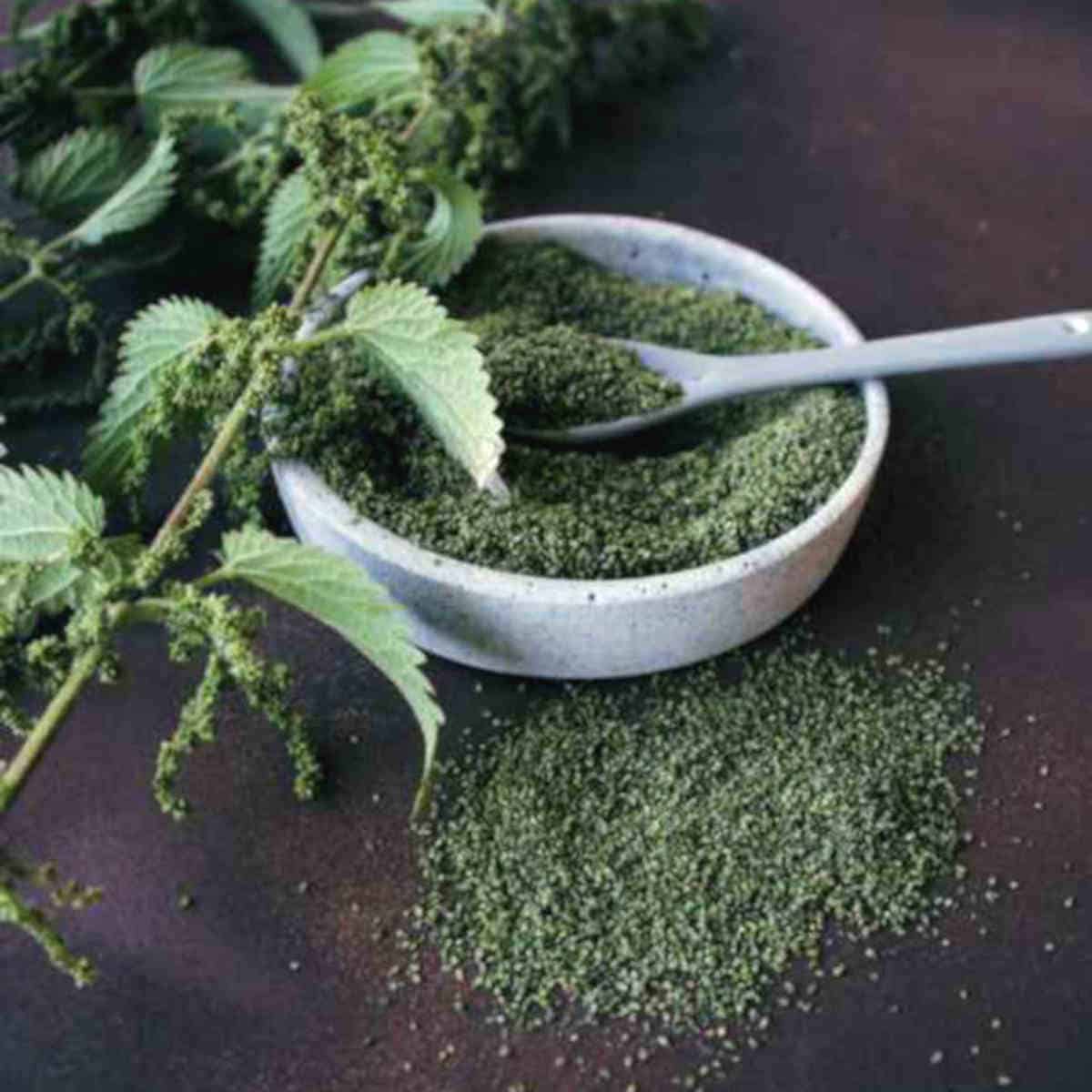 Benefits of stinging nettle seeds and their uses in recipes