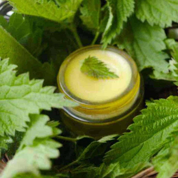 nettle salve