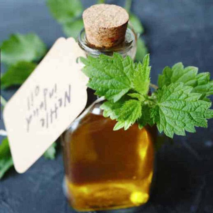 diy nettle oil