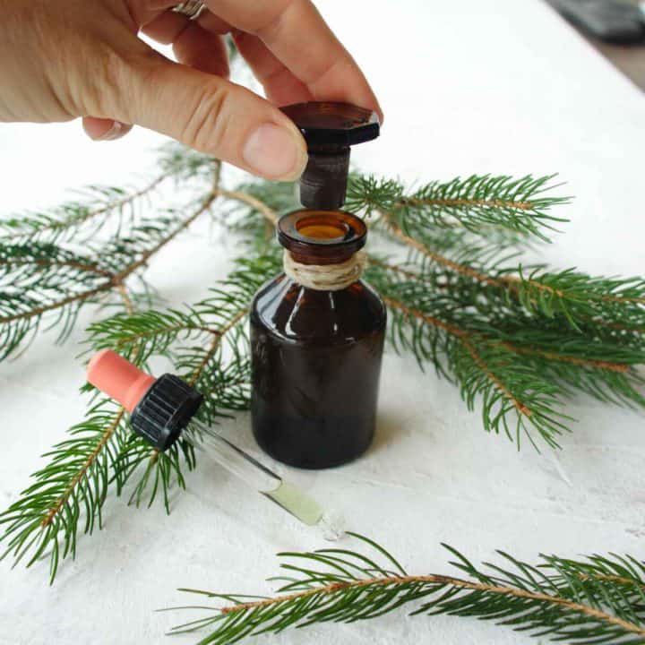 Pine Needle Tincture Recipe. SimplyBeyondHerbs