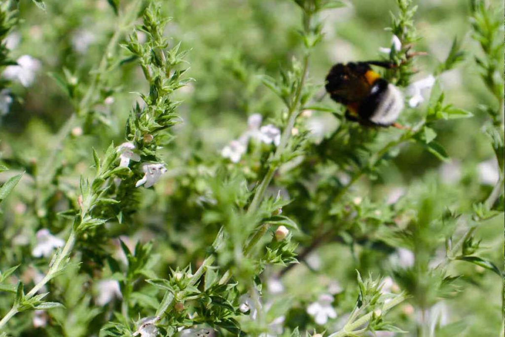 How to Make Thyme Tea SimplyBeyondHerbs