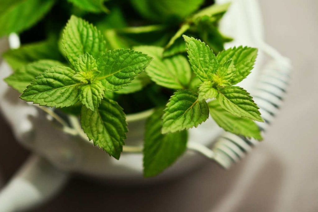 Lemon balm vs mint 7 differences you should know SimplyBeyondHerbs