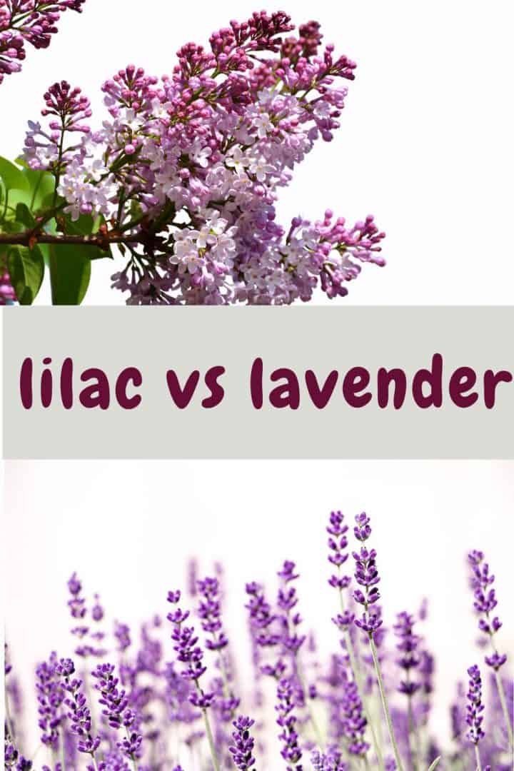 Lilac vs Lavender 10 differences to consider. SimplyBeyondHerbs