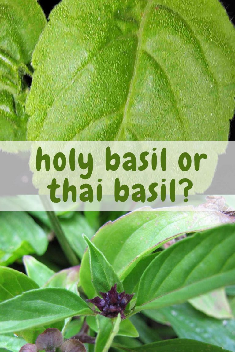 Holy basil vs Thai basil. SimplyBeyondHerbs